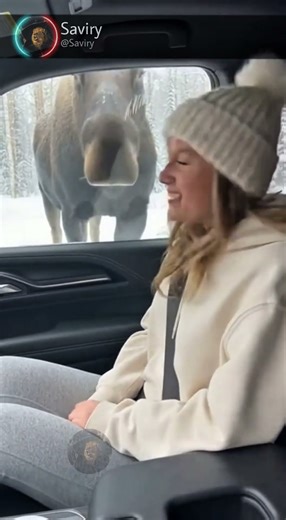 This Moose is BIGGER than our Car! 🦌❄️ (Look at that size!)