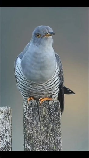 Have you ever heard the famous “cuckoo” sound? 🐦That’s the Common Cuckoo #birds #nature #shorts