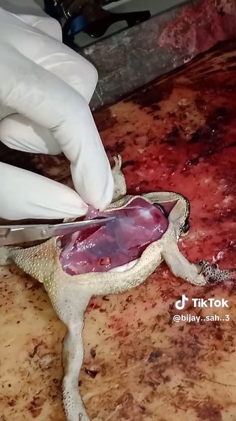 #CapCut #class 11 #zoolog frog chapter prictal#me #plizzz_viral_vid🙏🙏🙏 #viralvideo #2080 #1000k