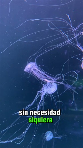 The Ocean's Deadliest Animal: The Box Jellyfish