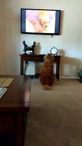 24K views · 964 reactions | Here's what happens when a golden retriever hears puppies crying on TV ❤️ | MetDaan Animals | Facebook