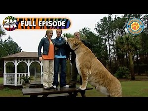 Tigers and Lions: Who's Bigger? - Brilliant Creatures - Animal Kingdom