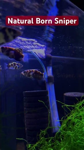 Clouded archer fish