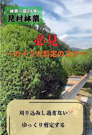 カイヅカイブキ剪定のコツと注意点