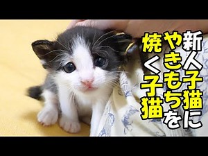A kitten who wants to play more invites mom