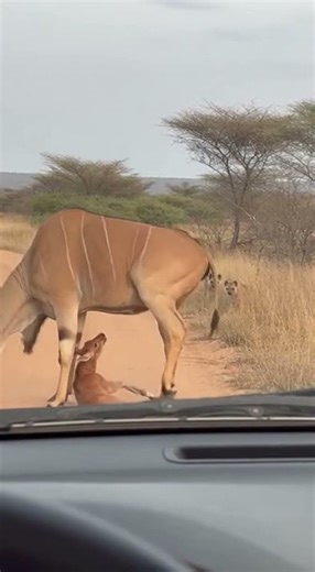 🌲 Forest Birth! Rare Footage Documents The Entire Moose Delivery! 🦌 숲의 탄생! 희귀한 무스 분만 전 과정을 기록하다!