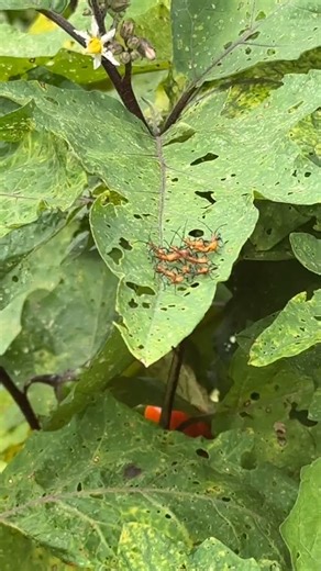 22K views · 20K reactions | Leaf-footed bug juveniles. Bad bugs! I guess this qualifies as handpicking? In my garden, I’m their predator. #gardenersworkshopfarm | The Gardener's Workshop | Facebook