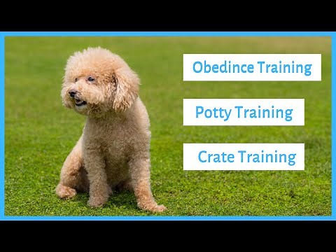 Training a Poodle - Obedience, Potty & Crate Training