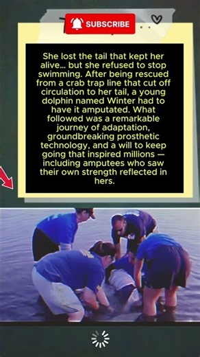 Winter the Dolphin: She Lost the Tail That Kept Her Alive — But Refused to Stop Swimming