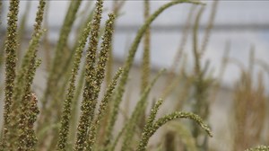 Ragweed season at its peak in mid-September