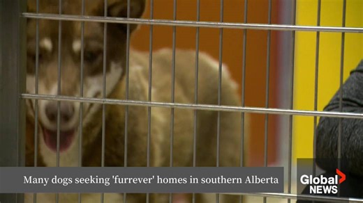 Communities in southern Alberta dealing with influx of abandoned and stray dogs