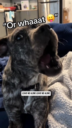 Funniest sassy dog moments ever 😂 😂 😂 😂 #funny #dogsoftiktok #doglover #sassydog #funnymoments