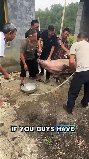 Pig Slaughter Process: Step-by-Step Guide