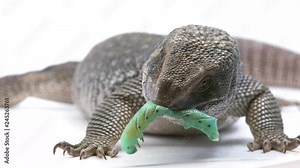 Close-up of a Savannah monitor lizard with a worm in its mouth as it stares into the camera lens