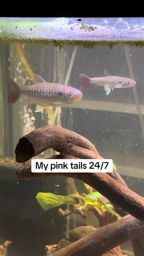 Understanding Pink Tail Fish in Aquatic Ecosystems