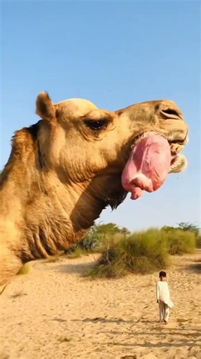 This Weird Camel Behavior Has a Purpose 🐪😱