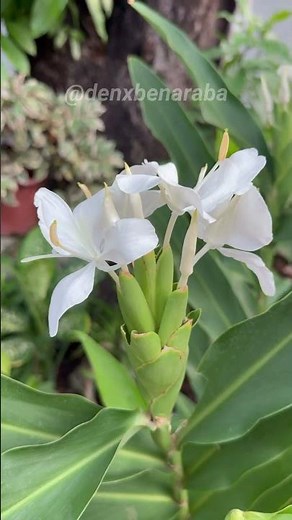 Discover the Elegant Beauty of the Camia Flower (White Ginger Lily)