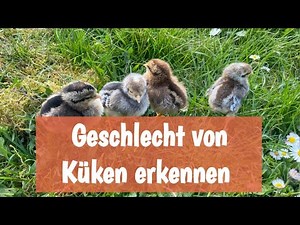 Determine the gender of a chick | Distinguish between a rooster and a hen | Chickens 🐥🐤🐓🐔