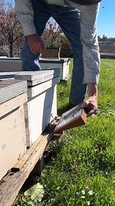 Harvesting bee venom! 🐝 Bee venom machines are cruelty-free and do not harm bees during the venom collection process. #california #bees #beevenom #beekeeper #beekeeping #savethebees #insects #animals | California Bee Company