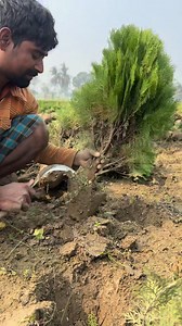 zhao wil sell the flower plant cotton | Gadkhali city flowers