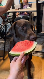 Watermelon just became one of Pilot’s new favorite snackies | Maria the Lab