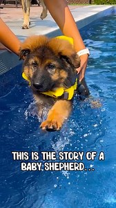 German Shepherd Puppy Learns to Swim… Kinda 😅 - Last summer… he flopped. This summer? He floats. Maybe. Coming soon: Onyx 2: Return of the Soggy Floof Potato #GermanShepherd #GermanShepherdPuppy #FirstSwim #DogSwimming #PuppyAdventure #GSDLife #DogVideo #FunnyDogVideo #PuppyFails #DogMomLife #HousewolfChronicles #PoolDay #DogContent #FluffyFloof #DoggoDrama | Jade the Sable GSD