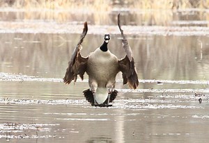 Get Goosed [2002 Video]