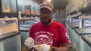 What this toxic frog does that matters more than its venom