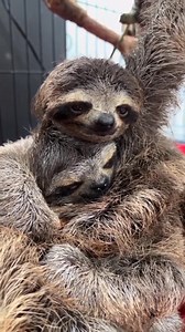 cute baby sloth | I Love Sloth