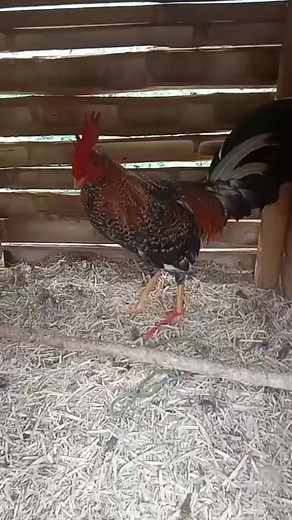 20K views · 1.4K reactions | #videoviralシ #monetisasi #baby #puertorico #Bonus #ventas #viralchallenge #barcelona #plumbingservices #fortuner | Emerson Castrillon Raigoza | Facebook