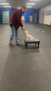 Check out Tinky’s 1st day of training. She is learning so fast. What a smart puppy! | Fido's World