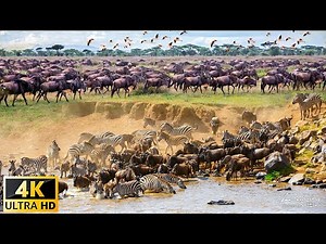 4K African Wildlife : Most Amazing Wildlife Encounters of Hwange National Park With Real Sounds