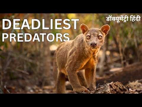Madagascar’s Deadliest Predators | World of the Wild | Animal Planet in Hindi | National Geographic