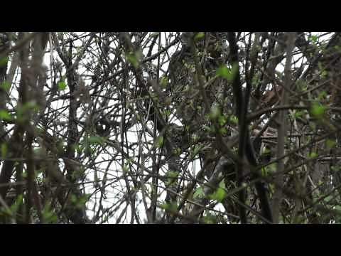 How to find a hummingbird nest.