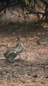 323K views · 1.2K reactions | Hyena Try To Steals baby Impala From Python | Eating Sounds | Facebook