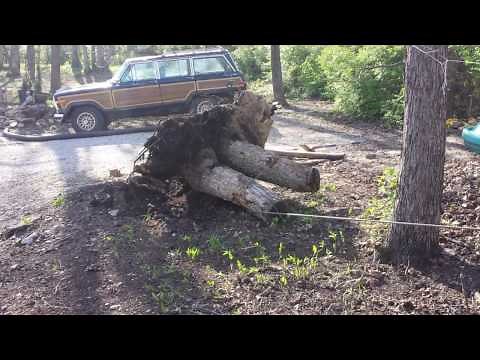 Removing tree stump, Using Harbor Frieght 12000 lb. winch