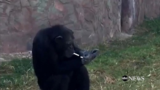 Meet Azalea, the Pyongyang Zoo's Smoking Chimpanzee