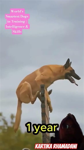 World’s Smartest Dogs in Training | Intelligence & Skills #smartdog #germanshepherd #dogtraining #k9