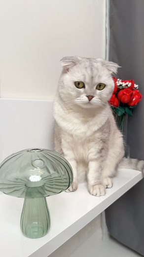 Cats… #cat | Cat Sonya
