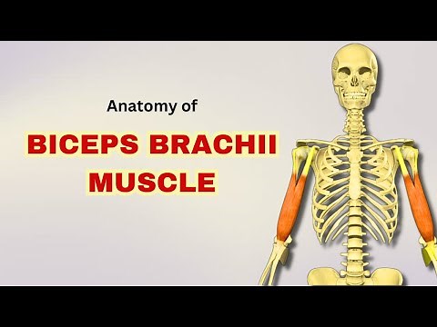 Biceps Brachii Muscle Anatomy | Anterior Arm Muscle | Doctor Speaks