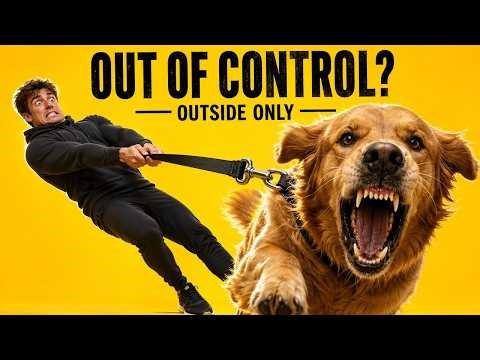 Why Your Rottweiler Is Calm at Home But Out of Control Outside
