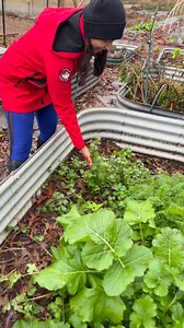 Here’s what’s still sustaining cold weather in Atlanta- vegetables like mustard, coriander, carrots , Broccoli etc. are you growing anything? #atlanta #gardening #winter #farming | Patilkulkarnifarms