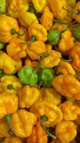 Whole Fresh Scotch Bonnet Peppers. Fresh Pods of Genuine Scotch Bonnets. Hot and Flavorful- 1/2 Lb. - 5 Lbs. Quantities Available. - Etsy