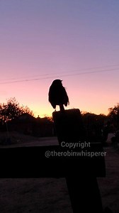 A good morning chirp from early bird Rio the Robin, perched up on a fence post in the greenkeepers yard in front of a beautiful and colourful sky at dawn. I showed up for work at 5am and she came by to say hi before I started my working day out on the golf course. #riotherobin 😍🎶 #earlybird #goodmorning #birdssinging #songbird #songbirds #birdsong #robin #robins #birdlife #naturelife #wildlife #nature #wildlifelovers #naturelovers #birdlovers #animallovers #birds #wildlifephotography #naturere