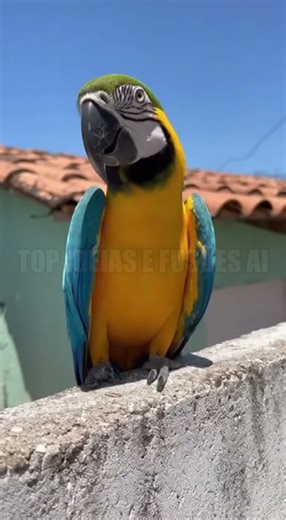 Those pesky parrots and macaws are terrible. 😂 But don't worry, it's all in your head. 🤣