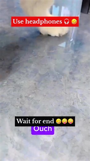 😂😂 | Animal comedy