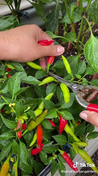 How Hot is a Thai Pepper? Exploring Scoville Heat Units
