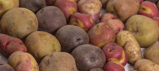 Variedades de papa en Perú: historia, tipos y beneficios