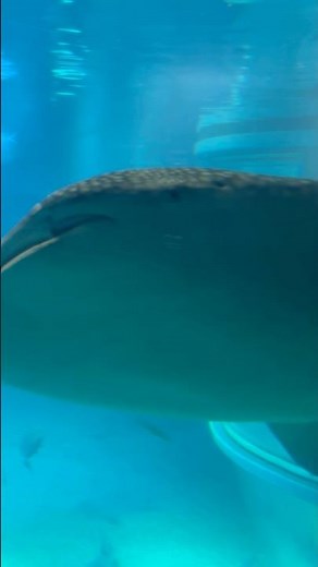 海遊館のジンベエザメデカすぎw #rukiチャンネル#ジンベエザメ#海遊館#shorts