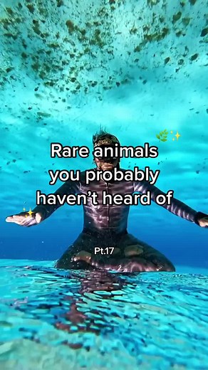 Discovering Quokkas: The Cute and Vulnerable Marsupials